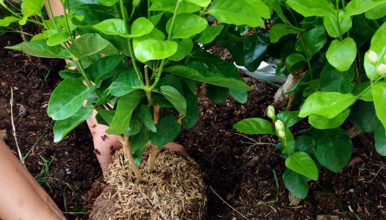1492163614854577.png 植树节.png